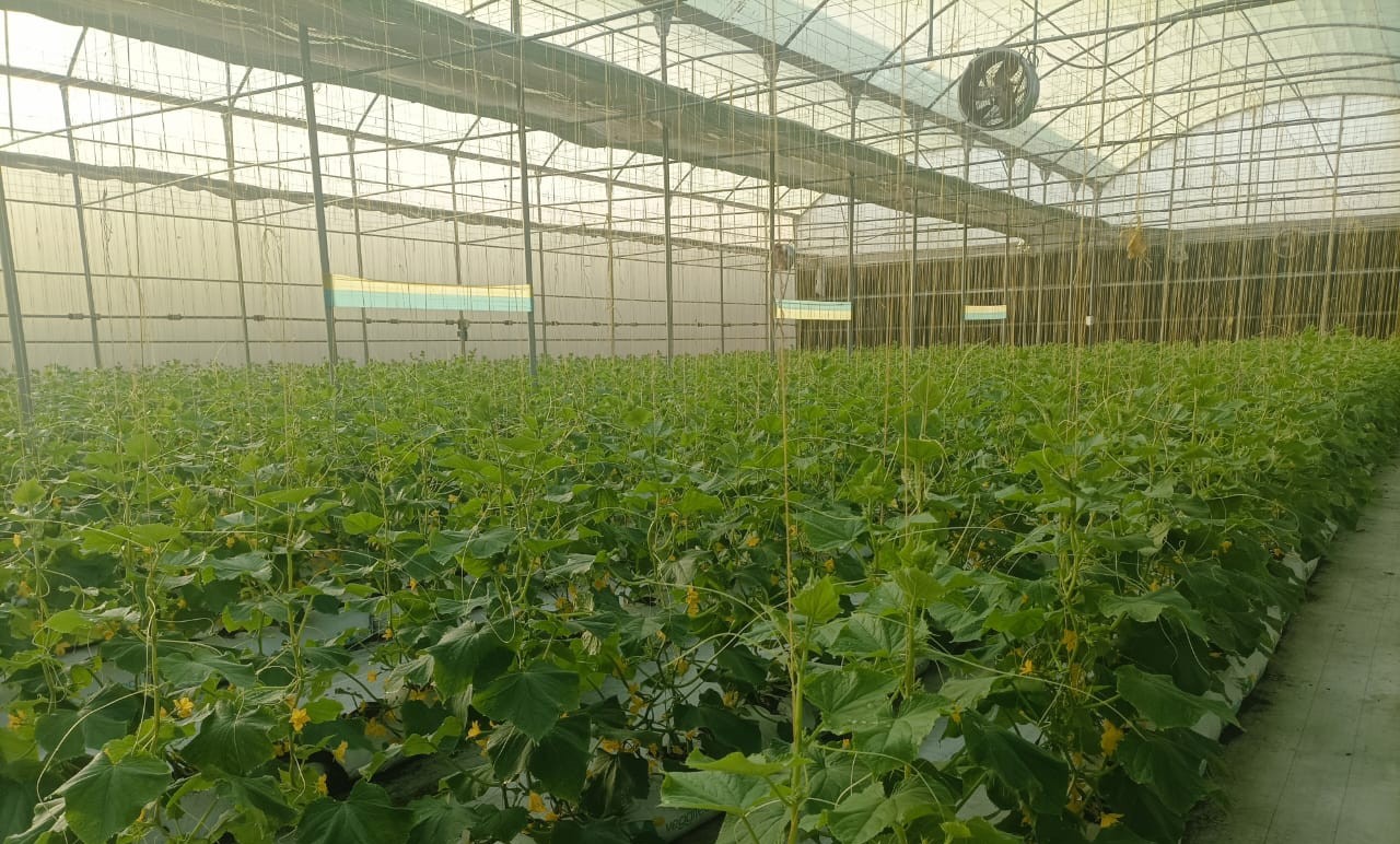 growth-providing-Consulting Farms