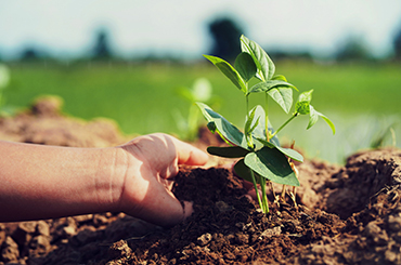 organic-farming-Consulting Farms