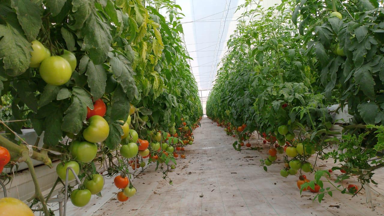 organic-product
